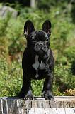 BOULEDOGUE FRANCAIS 067